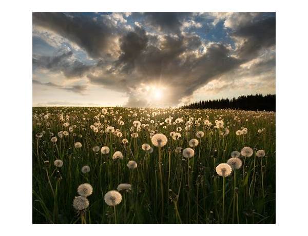 Dandelion Field Free Live Wallpaper for Android - Download the APK from Habererciyes